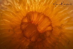 Orange anemone back lighting by Mario Robillard 